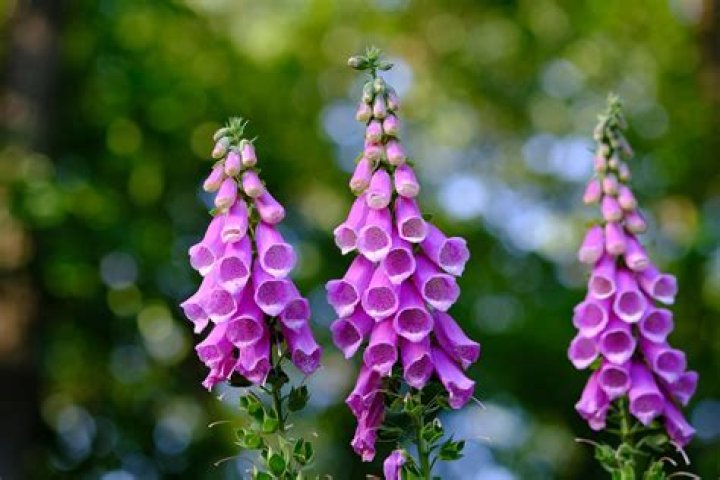 Can you die from foxglove?