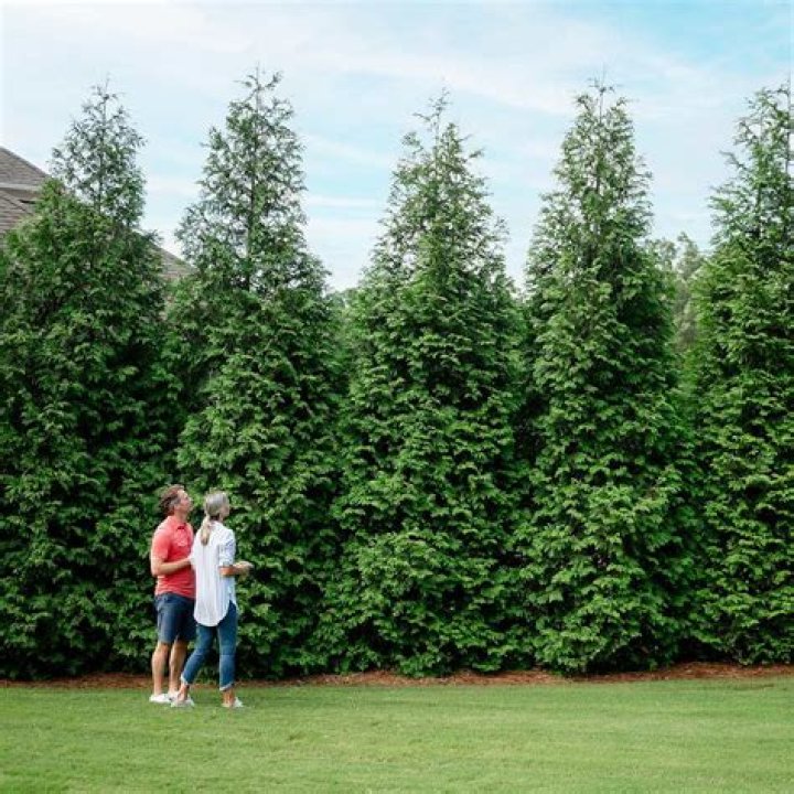 Can you dig up arborvitae?