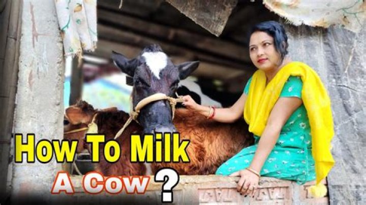 Can you drink cow’s milk straight from the udder?