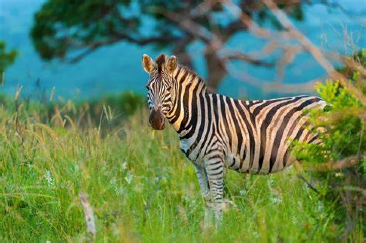 Can you eat a zebra?