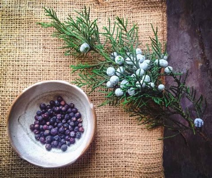 Can you eat all juniper berries?