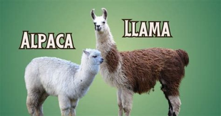 Can you eat alpaca in the United States?