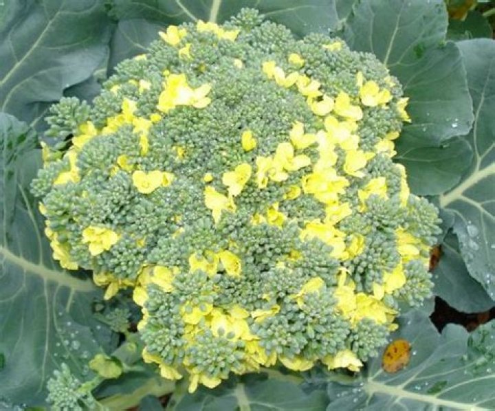 Can you eat broccoli rabe after it flowers?