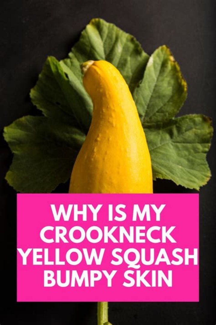 Can you eat bumpy yellow crookneck squash?