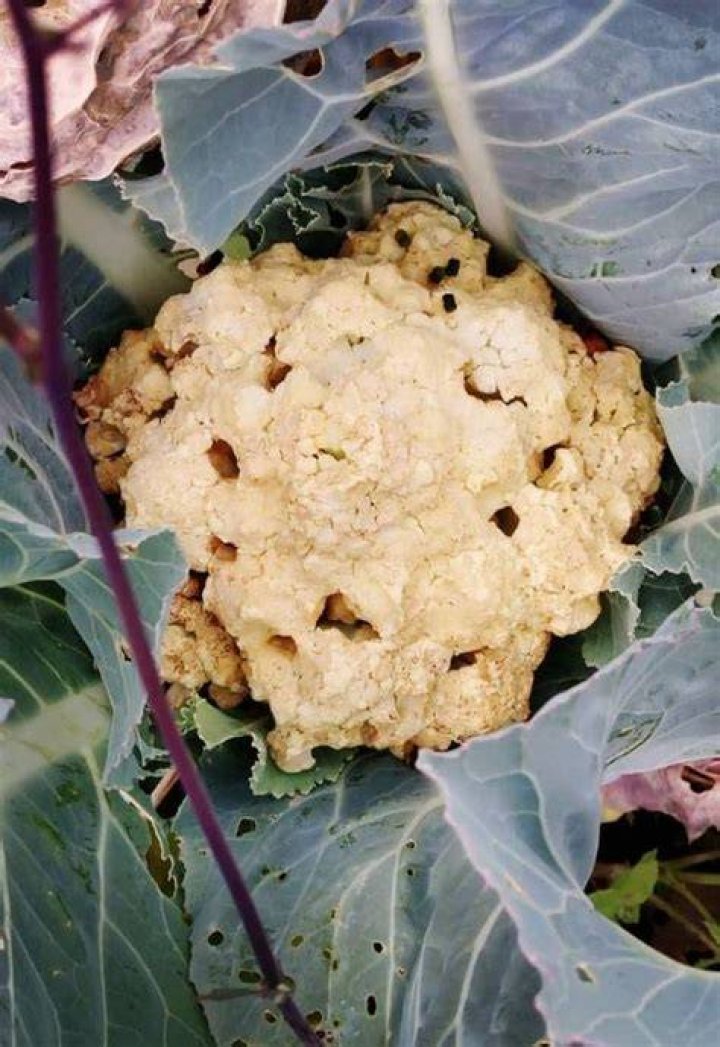 Can you eat cauliflower if has black spots?