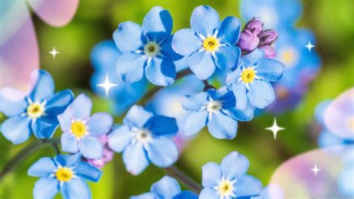 Can you eat Forget-Me-Nots?