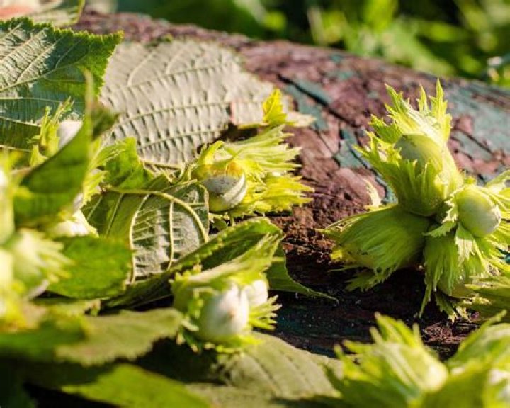 Can you eat hazelnuts straight from the tree?