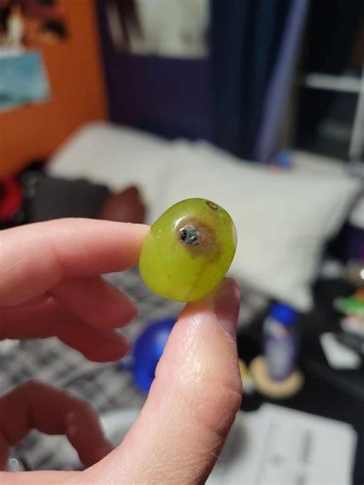 Can you eat moldy grapes?