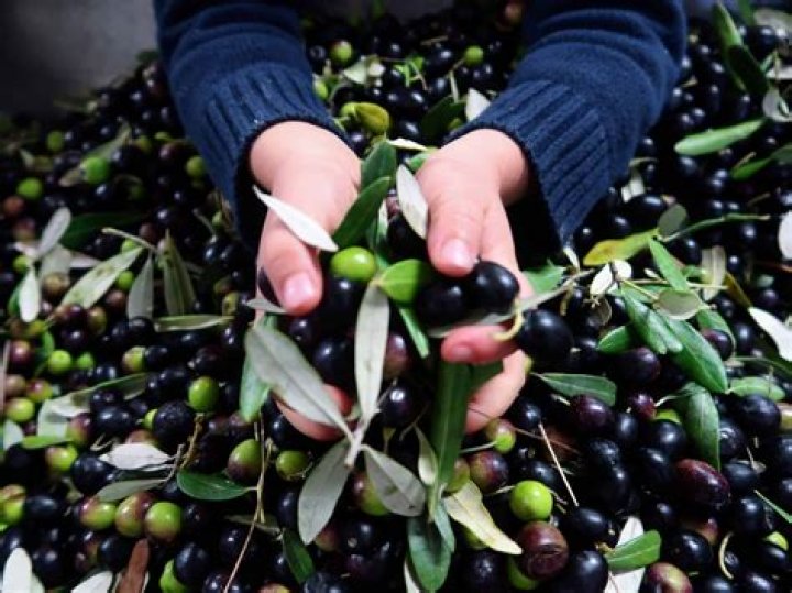 Can you eat olives everyday?