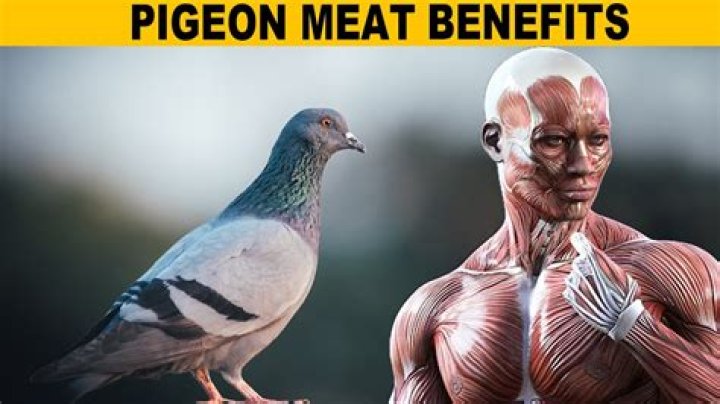 Can you eat pigeon meat?