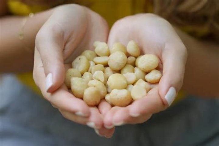 Can you eat raw macadamia nuts?