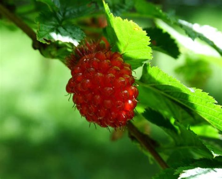 Can you eat salmonberry flowers?