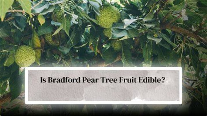 Can you eat the fruit from a Bradford pear tree?