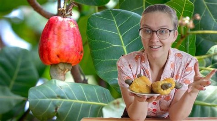 Can you eat the fruit of a cashew?