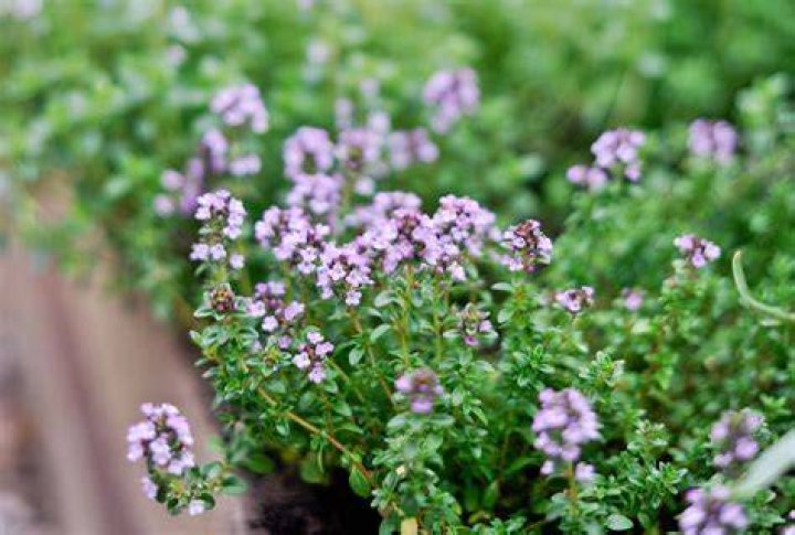 Can you eat thyme after it flowers?