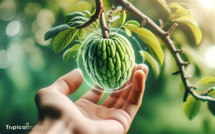 Can you eat unripe cherimoya?