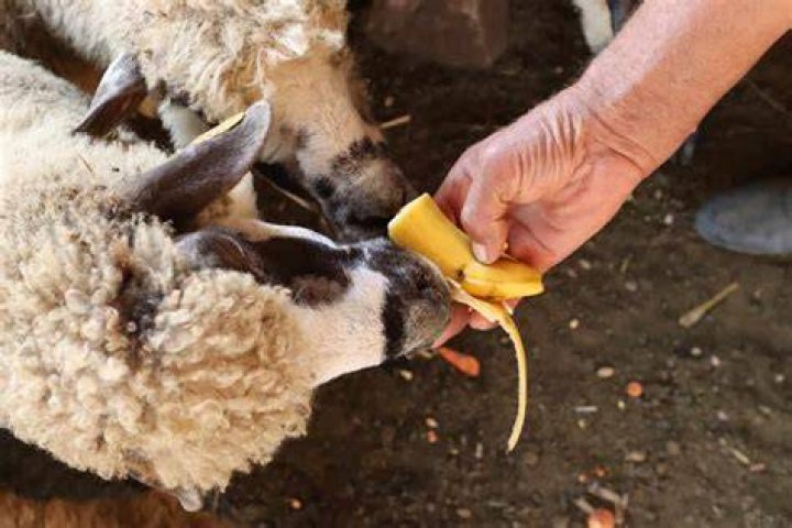 Can you feed oranges to sheep?
