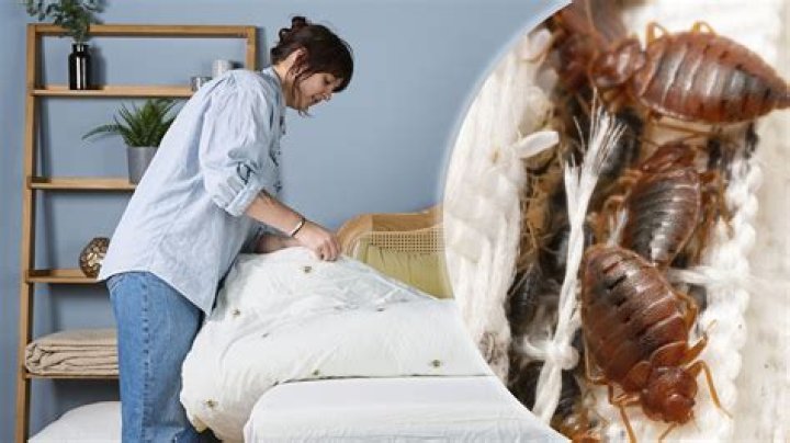 Can you get bed bugs from visiting an infested home?