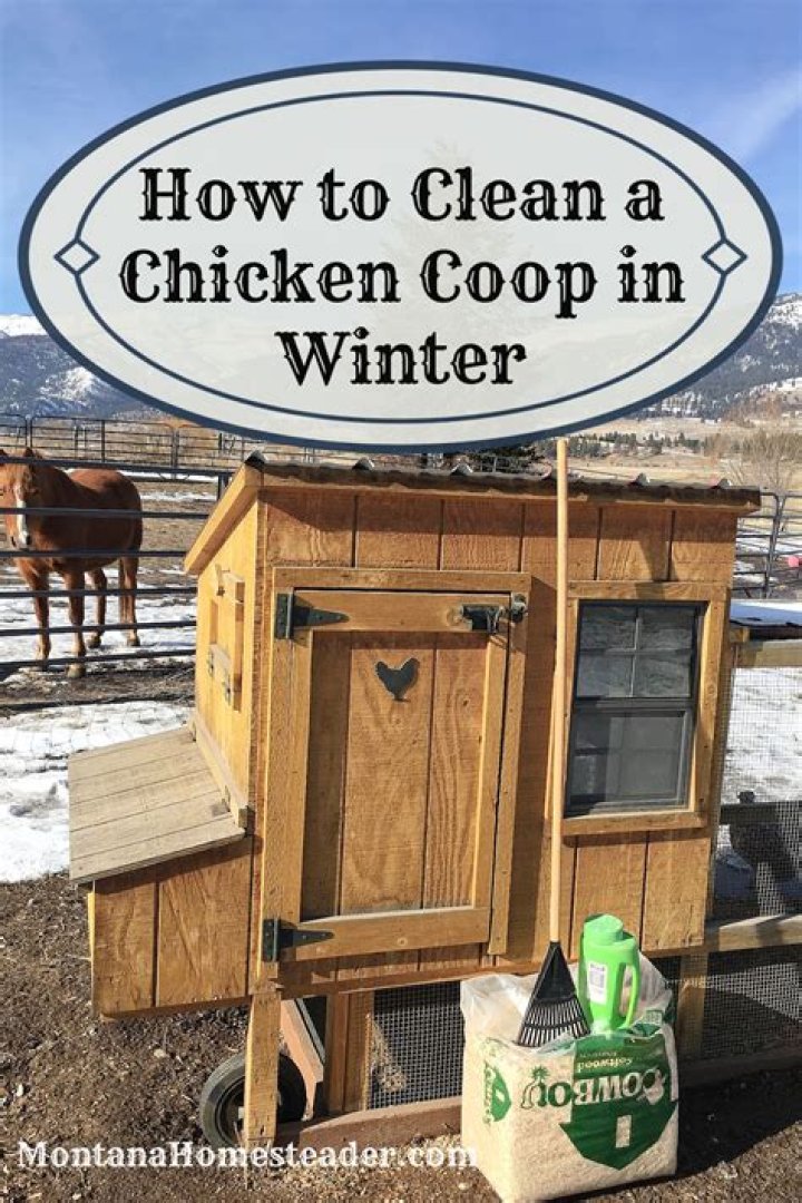 Can you get sick from cleaning a chicken coop?