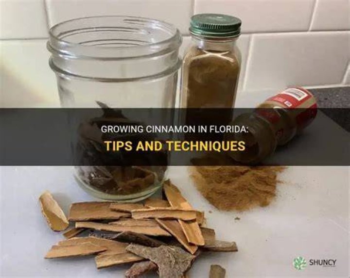 Can you grow cinnamon in Florida?
