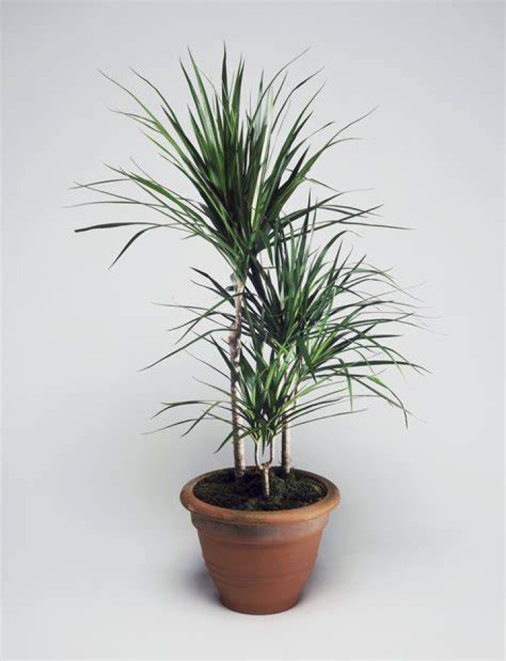 Can you overwinter Dracena?