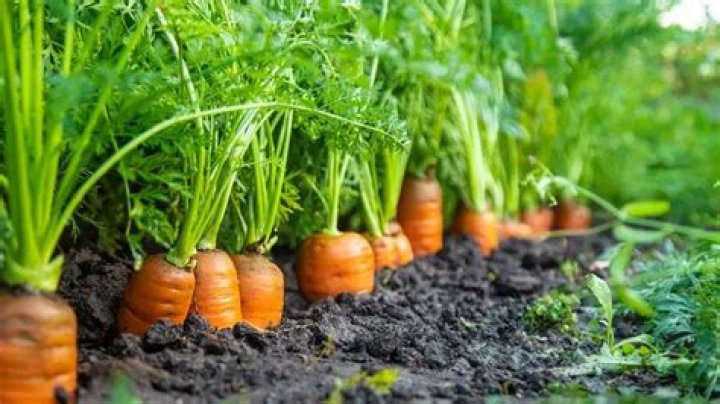 Can you plant carrots next to parsnips?