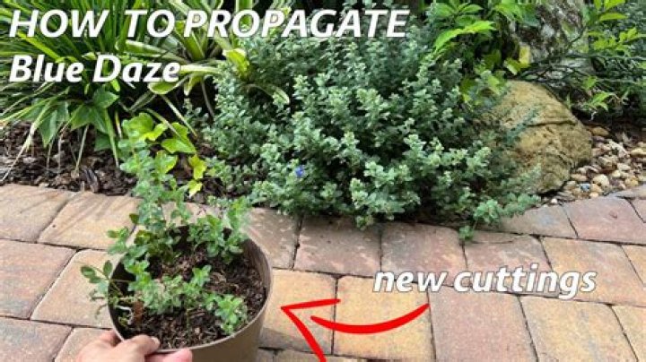 Can you prune Blue Daze?