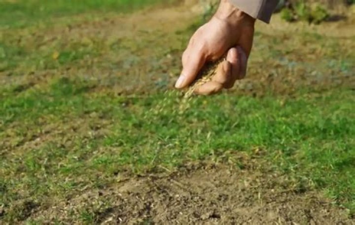 Can you put down too much grass seed?