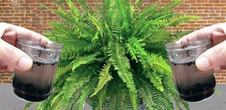 Can you revive a dried out fern?