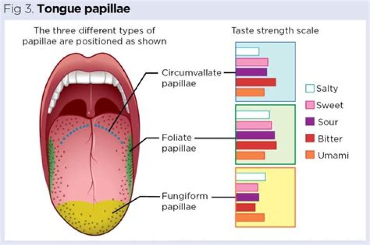Can you see your Circumvallate papillae?