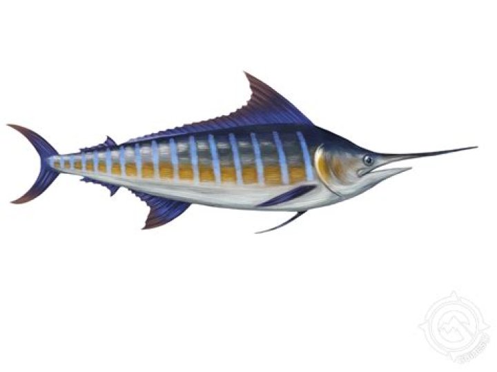 Can you sell blue marlin?