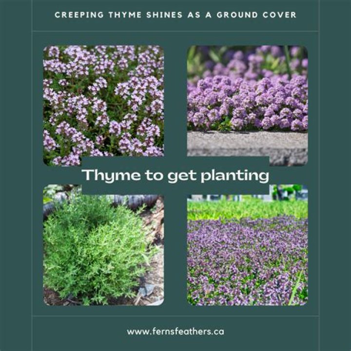 Can you substitute ground thyme for dried thyme?