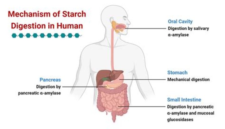 Can your body digest Styrofoam?