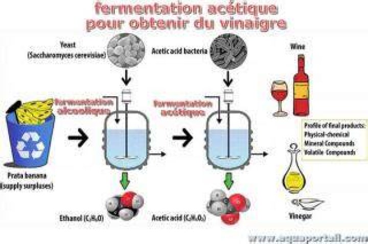 Comment fermenter des fruits pour faire de l’alcool ?