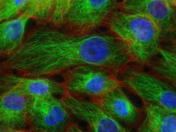 Comment régénérer les cellules ?