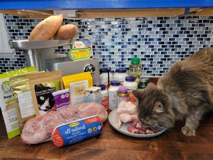 Do all bodegas have cats?