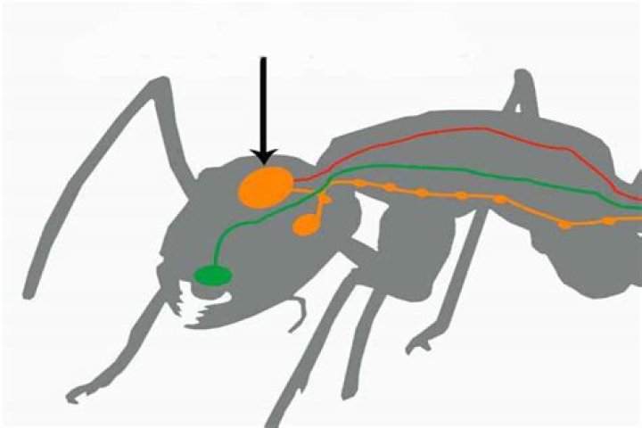 Do ants have feelings?