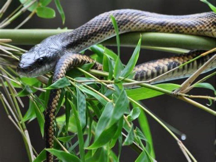 Do bamboo trees attract snakes?