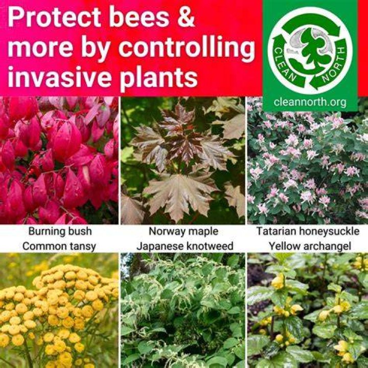Do bees like burning bush?