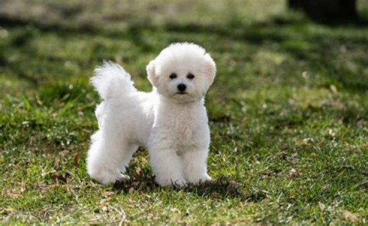 Do Bichon Frise dogs shed?