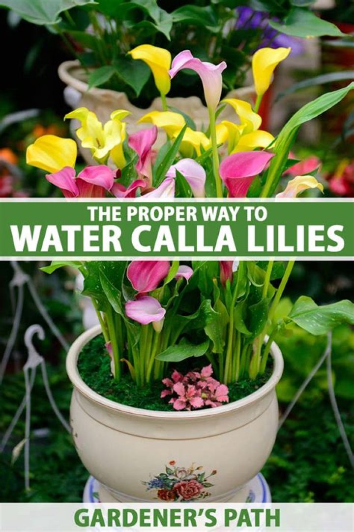 Do calla lilies need a lot of water?