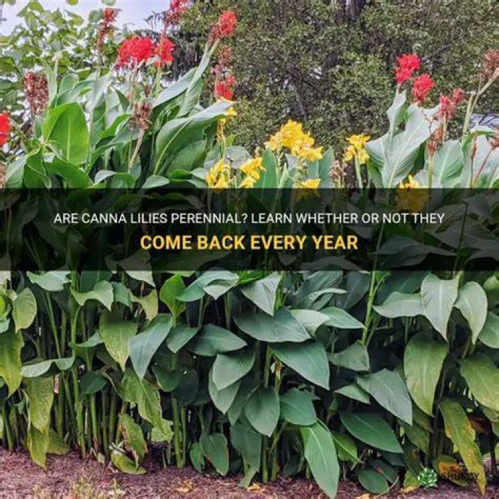Do canna lilies come back every year?