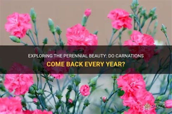 Do carnations come back every year?