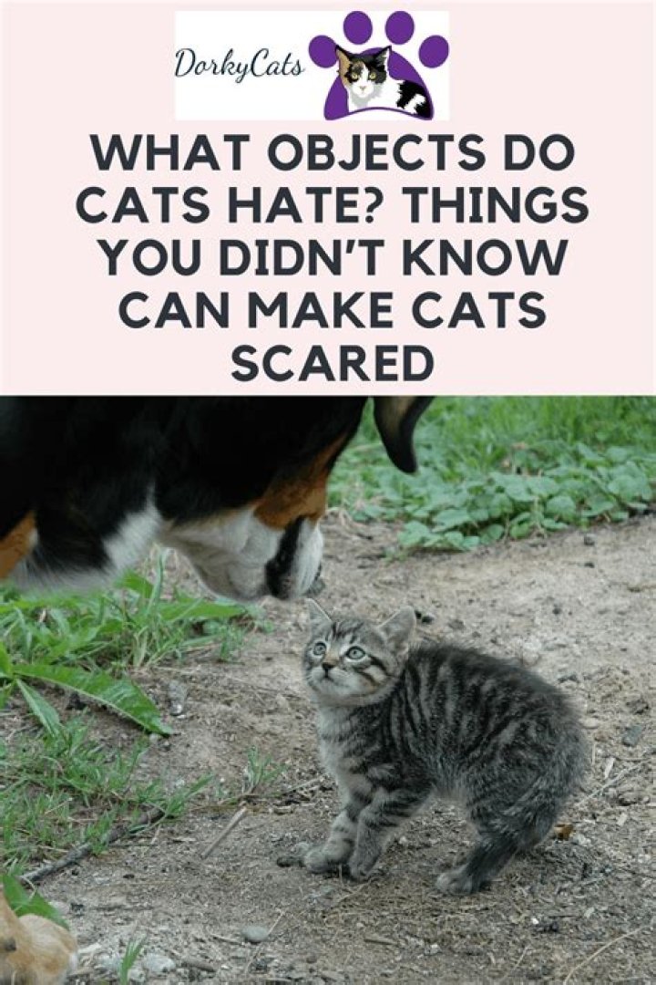 Do cats hate dirty houses?