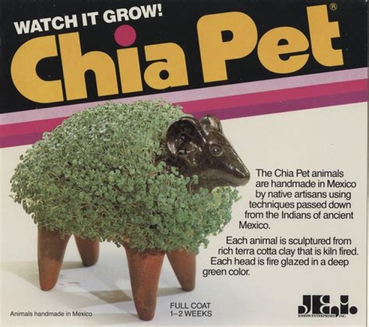 Do Chia Pets grow mold?
