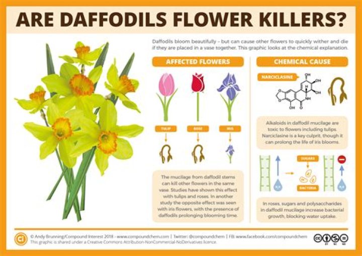 Do daffodils kill tulips?