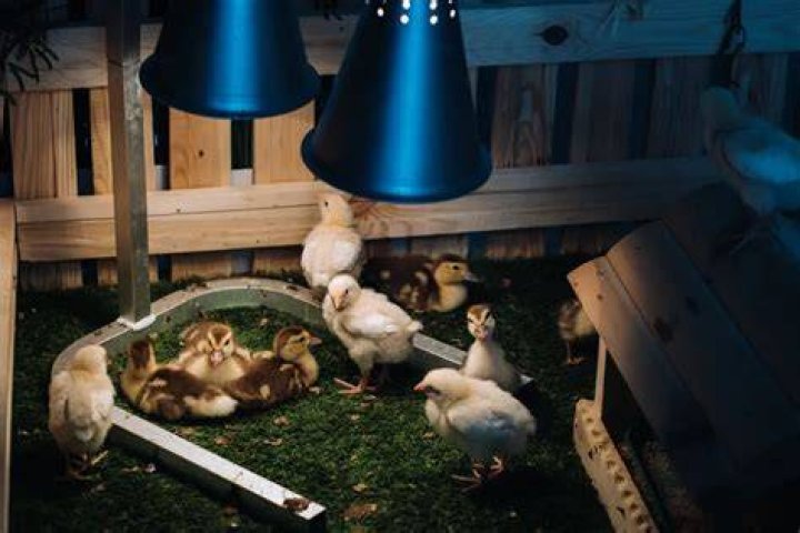 Do ducklings need a heat lamp?