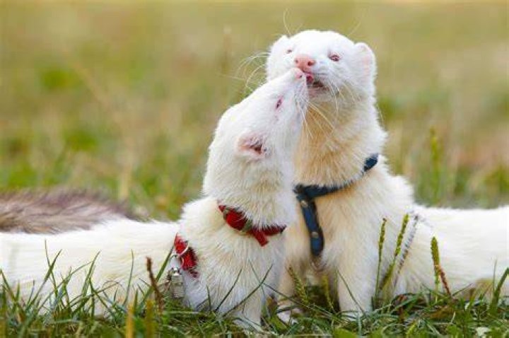 Do ferrets like to cuddle?