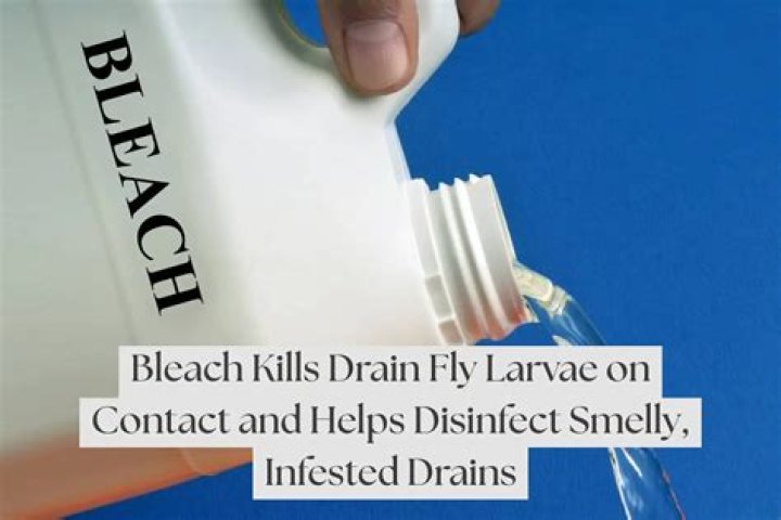 Do Flies hate bleach?