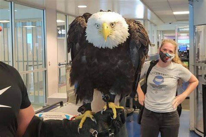 Do giant eagles exist?